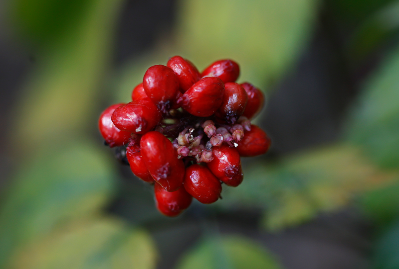 A ginseng seed pod growing in the Pennsylvania woods. AP Photo/Keith Srakocic